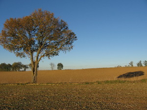 Lahas, champ en automne